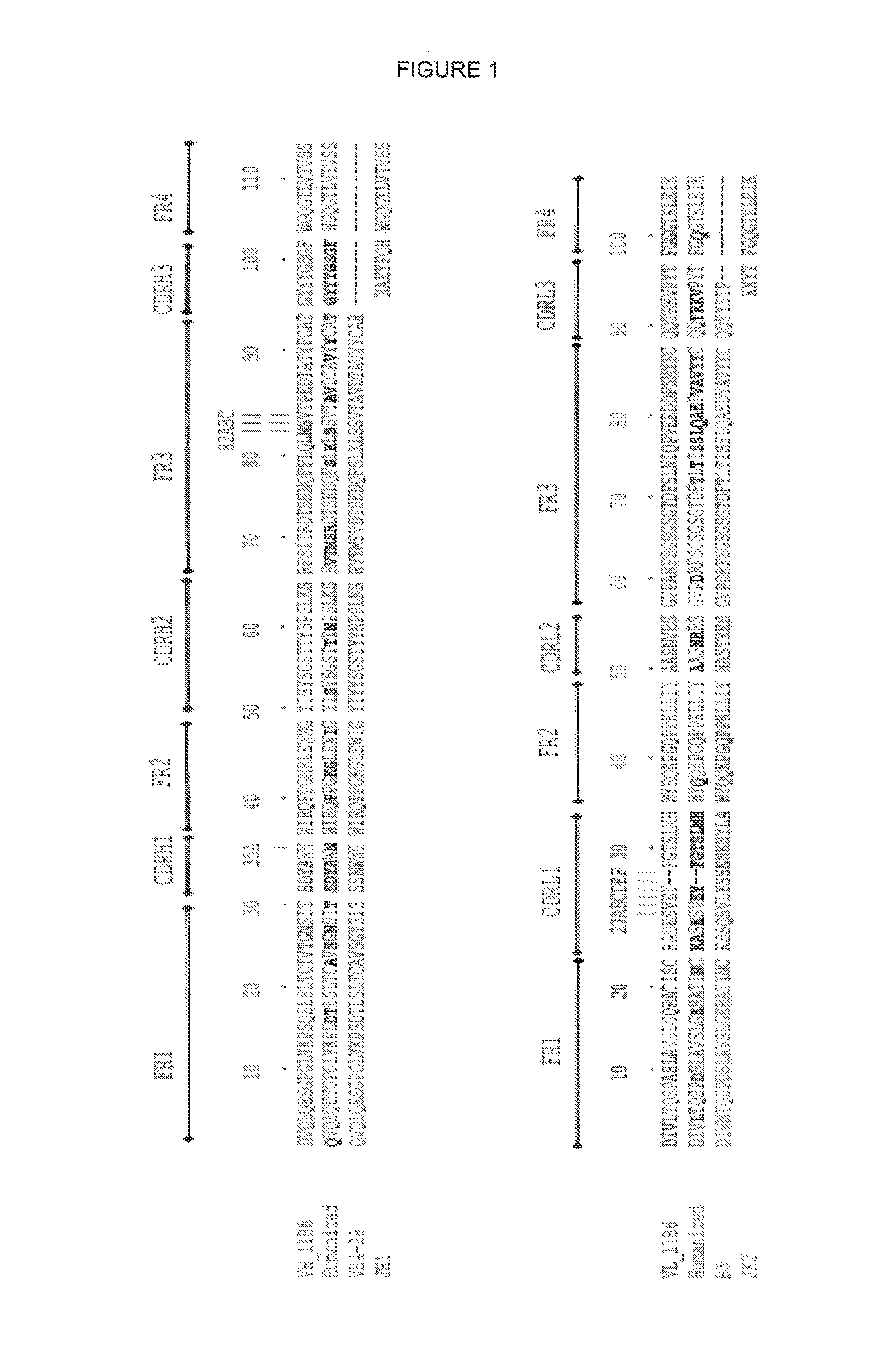 Humanised anti kallikrein-2 antibody