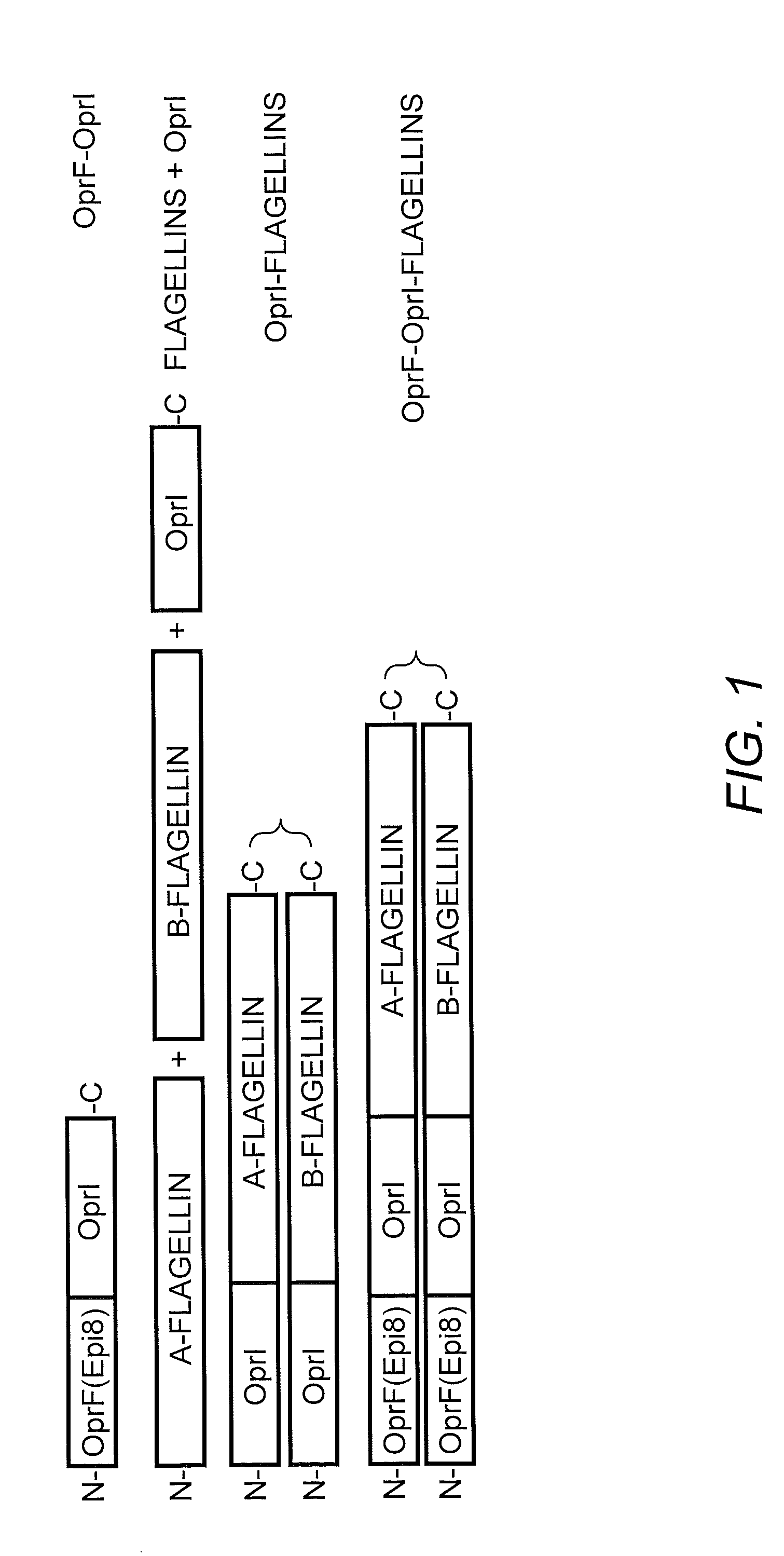 Flagellin fusion proteins and use thereof to induce immune responses against <i>Pseudomonas aeruginosa</i>