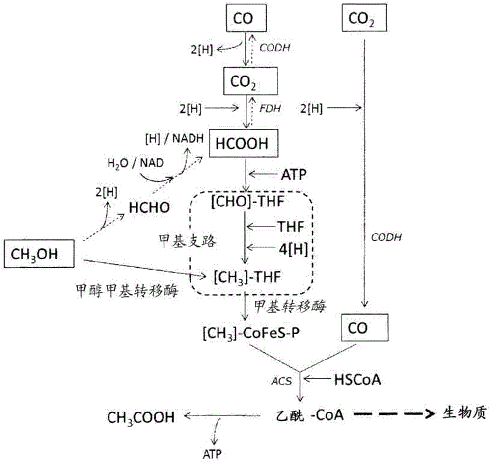 Recombinant cell and production method for isoprene