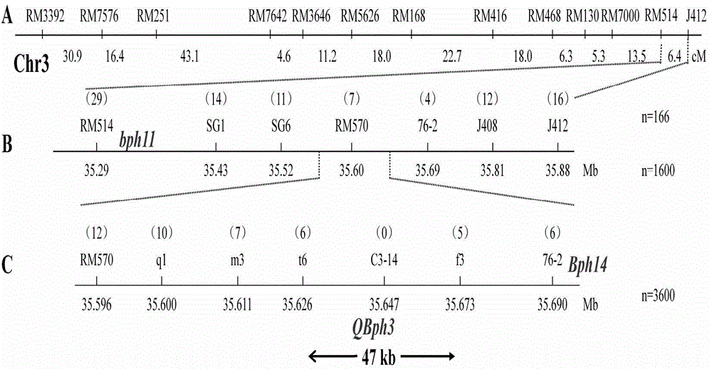 Molecular marker for rice brown planthopper-resistance QBph3 and QBph4 genes