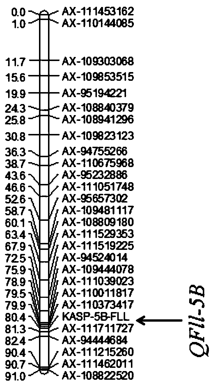 Triticum aestivum L. flag leaf length quantitative trait locus (QTL) linked molecular marker and application thereof