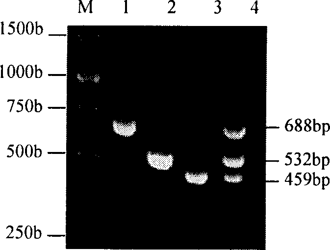 Fast inspection reagent kit for streptococcus suis 2-type triple PCR