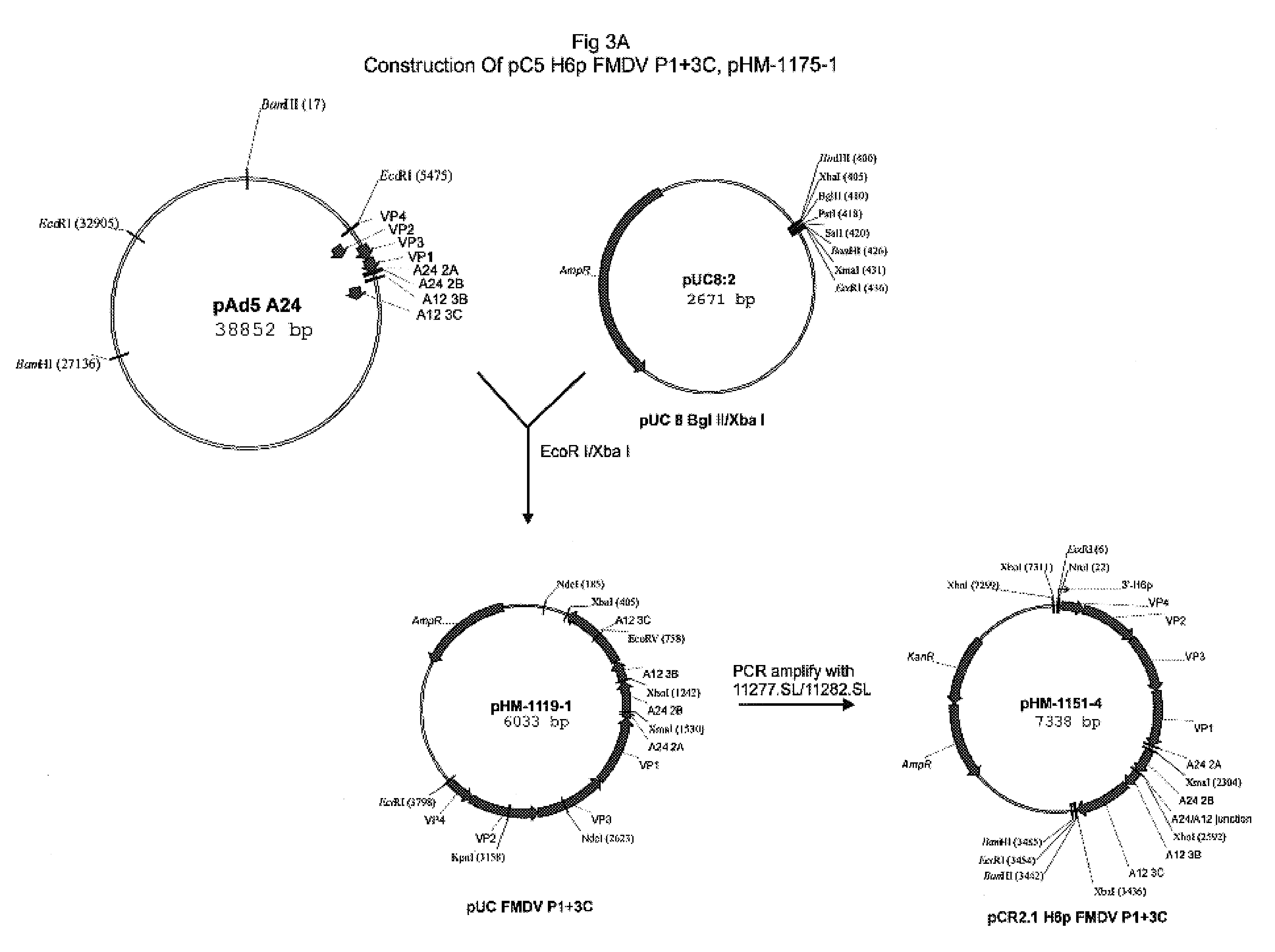 Avipox recombinants expressing foot and mouth disease virus genes