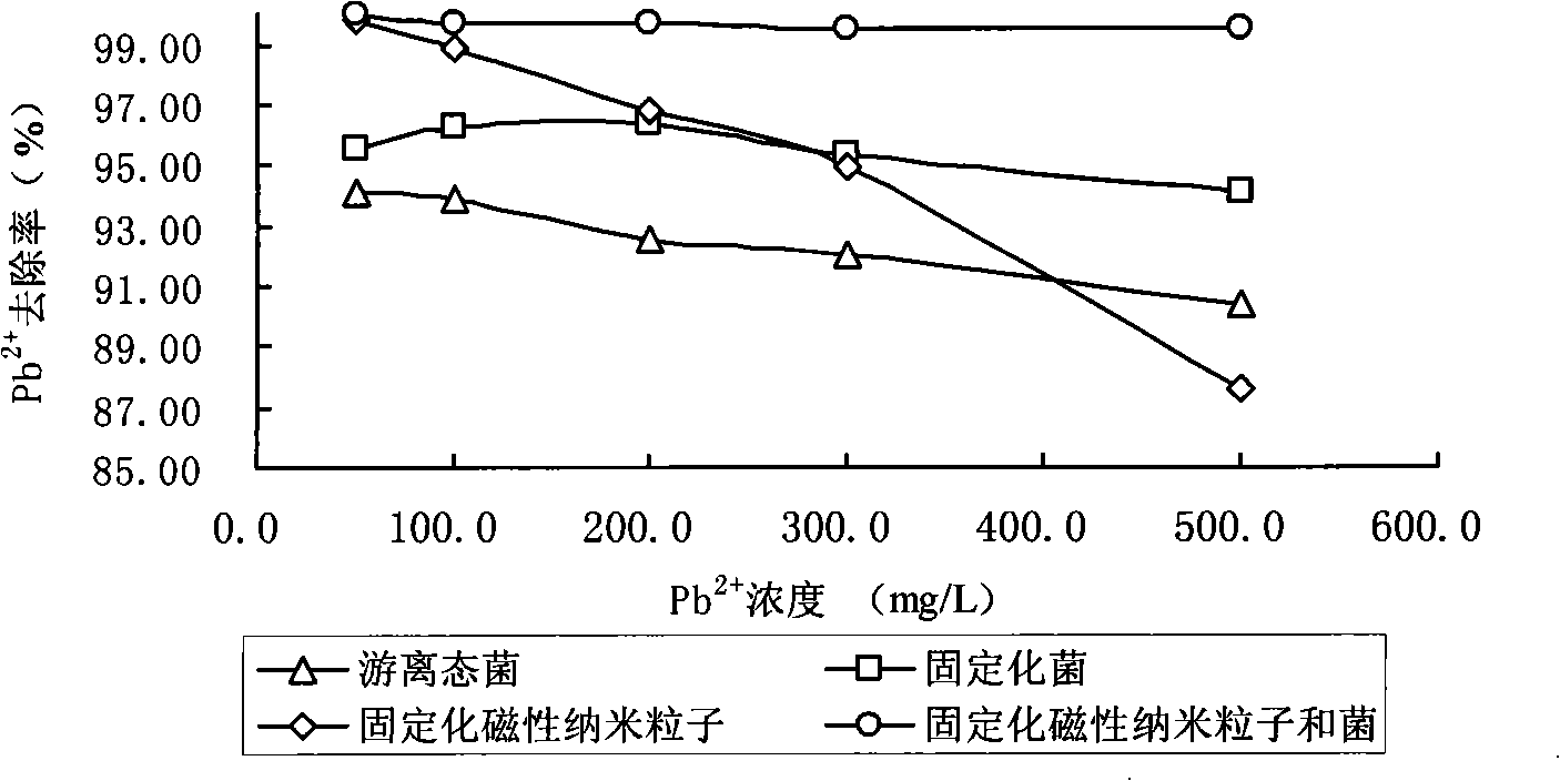 Magnetic biological adsorption agent and preparation method thereof