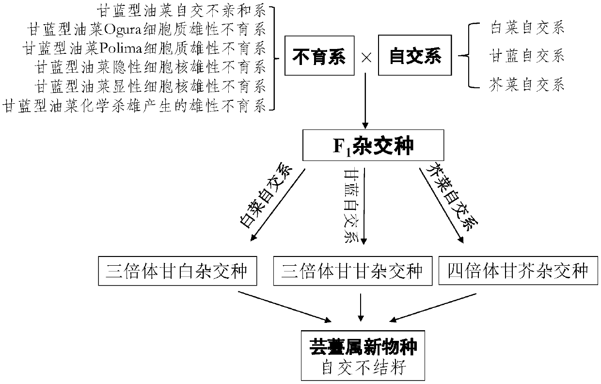 Breeding method of brassica vegetable hybrid