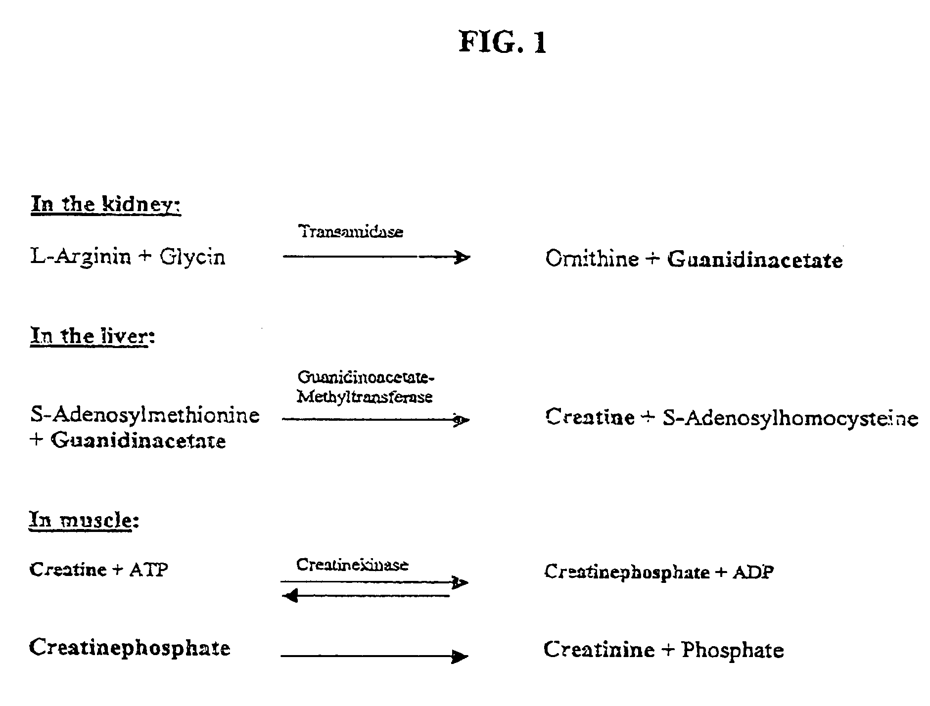 Nucleotide sequence for creatinine deiminase and method of use