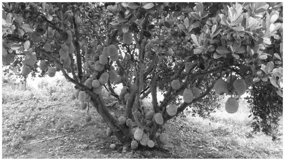A kind of anti-cracking fruit foliar fertilizer of jackfruit and method and application of anti-cracking fruit