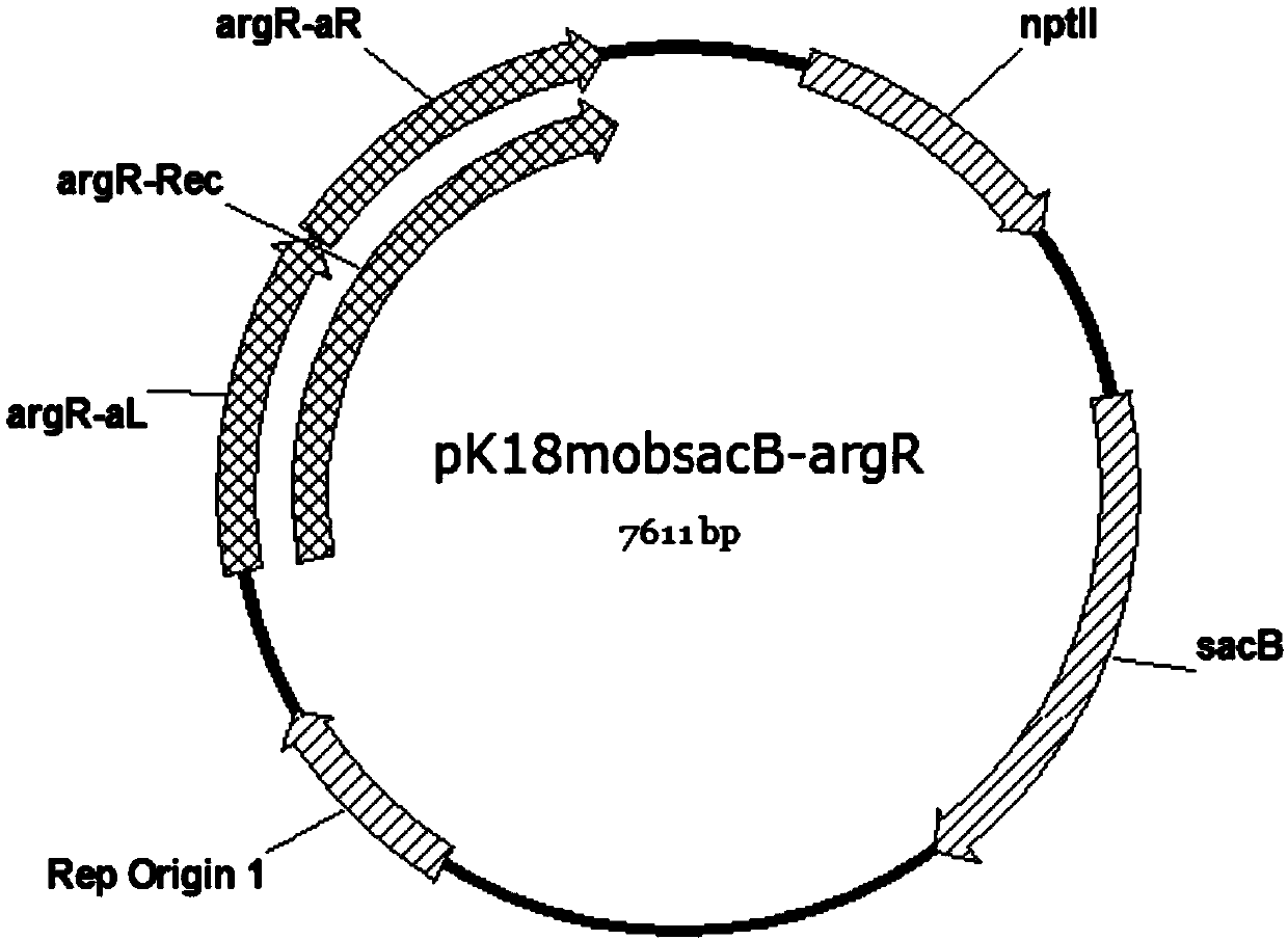 Method for improving production capacity of L-arginine strain