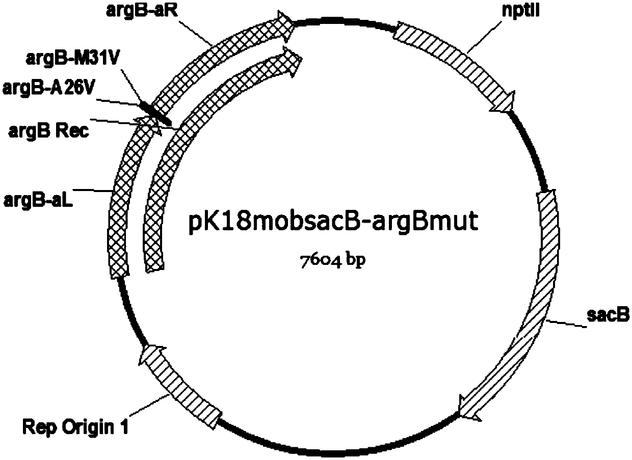 Method for improving production capacity of L-arginine strain