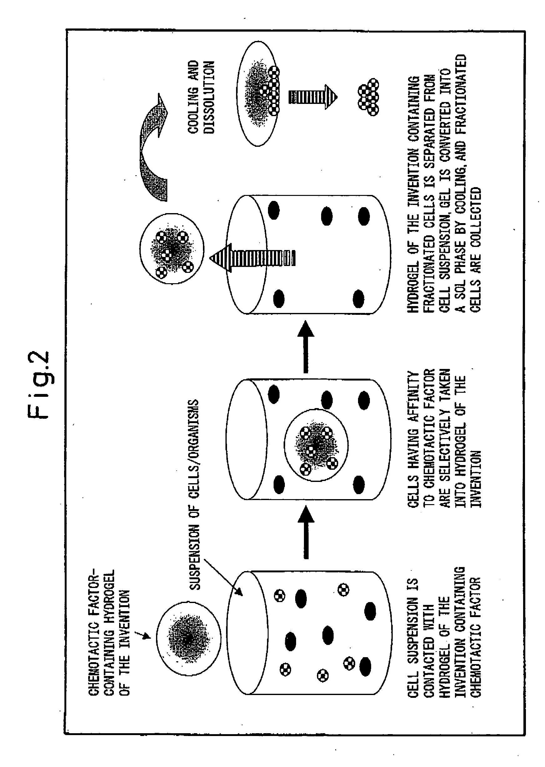 Hydrogel for cell separation and method of separating cells