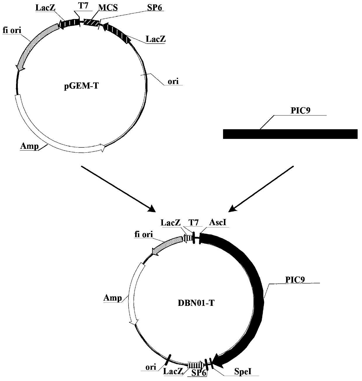 Insecticidal protein, coding gene of insecticidal protein and purpose of insecticidal protein