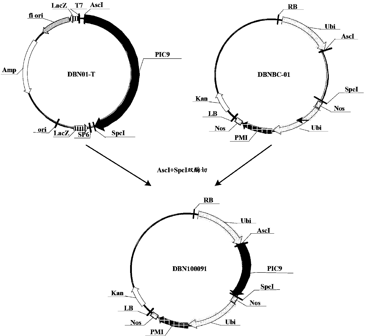 Insecticidal protein, coding gene of insecticidal protein and purpose of insecticidal protein