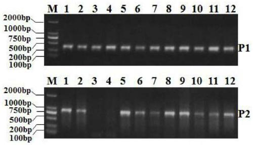 Molecular marker for identifying fusarium head blight resistance of wheat, and application of molecular marker