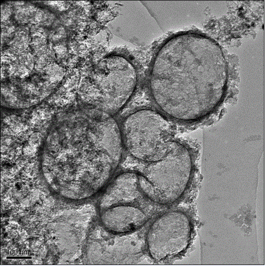 Cathode non-platinum catalyst of proton exchange membrane fuel cell and preparation method thereof