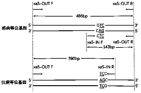 Rice bacterial blight resistance gene xa5 specific molecular marker and application thereof