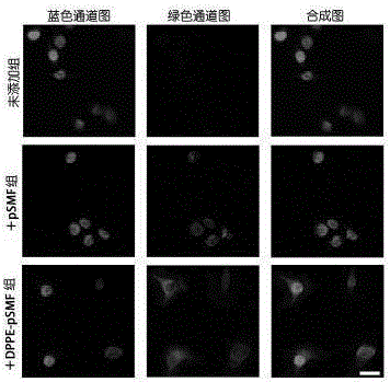 GAG (glycosaminoglycan) analogue realizing cell membrane modification, synthetic method of GAG analogue and application method of GAG analogue in in-vitro induced stem cell directional differentiation