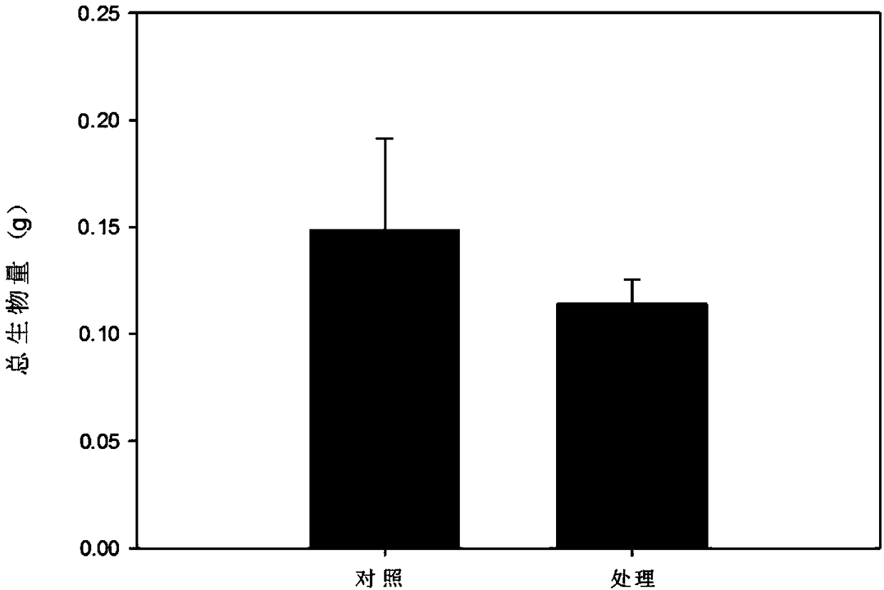 Biological preparation and method for inhibiting growth of foreign species of solidago canadensis L.