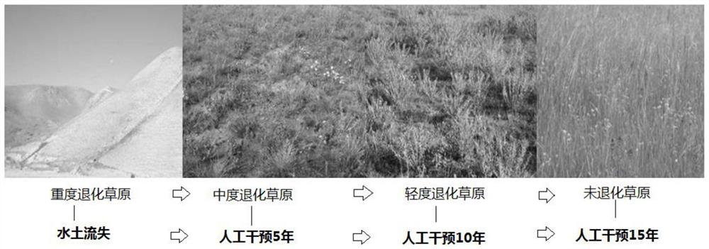 The method of using no-tillage method to establish high-quality forage grass in meadow steppe