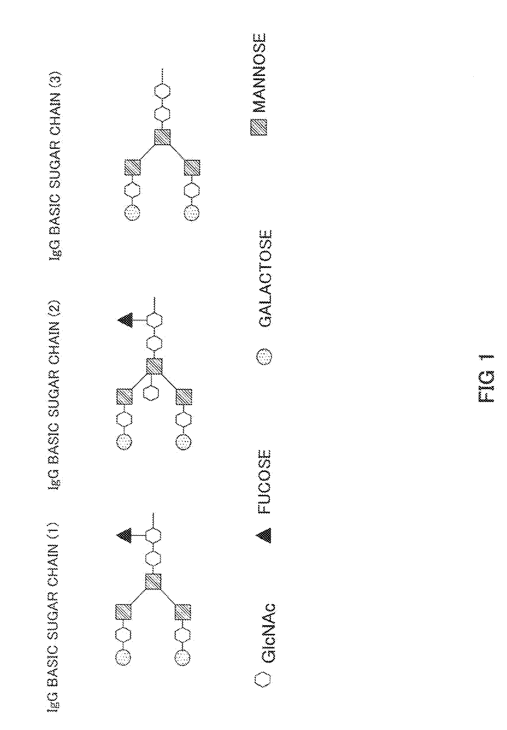 Anti-Glypican 3 Antibody Having Modified Sugar Chain