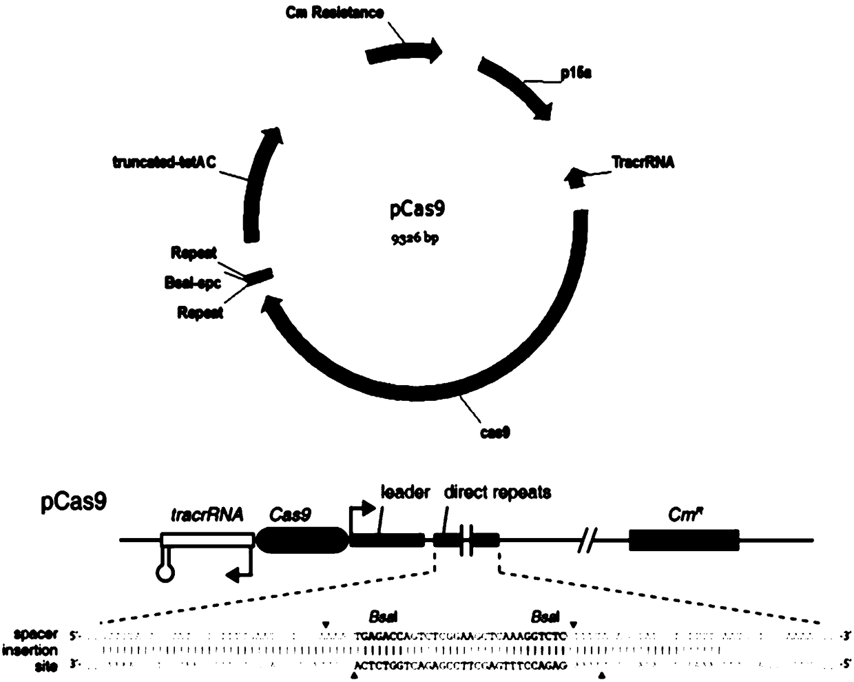 SgRNA screening for DJ-1 gene editing as well as vector and application of sgRNA