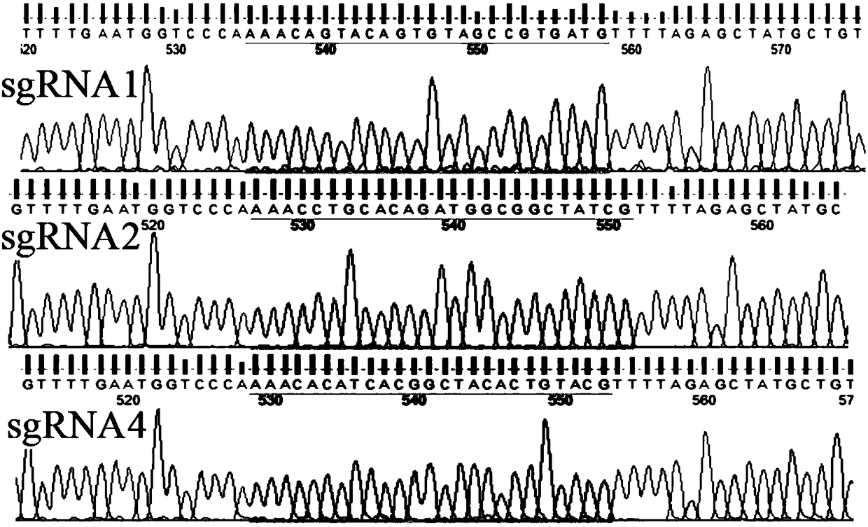 SgRNA screening for DJ-1 gene editing as well as vector and application of sgRNA