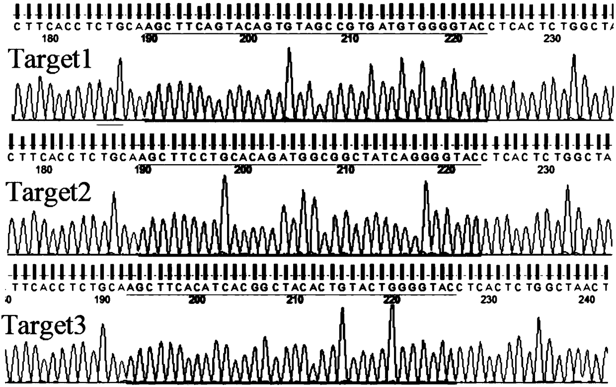 SgRNA screening for DJ-1 gene editing as well as vector and application of sgRNA