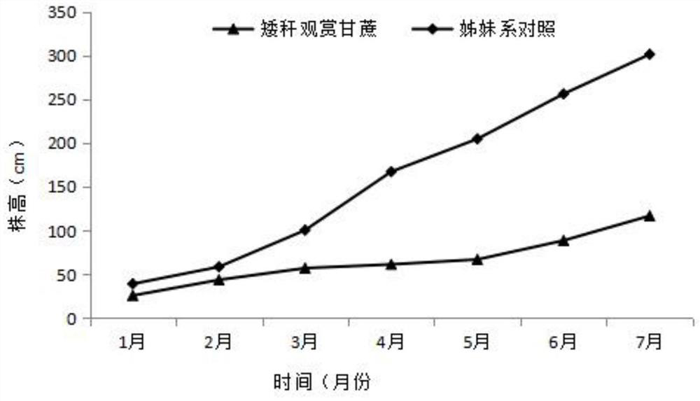 A breeding method for cultivating new germplasm of ornamental dwarf sugarcane