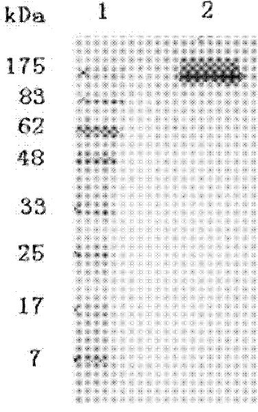 Purification method of F protein of human respiratory syncytial virus