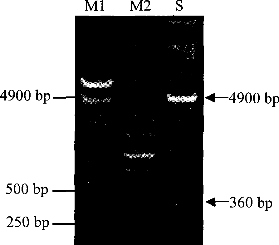 Process for producing ocean mussel adhesion protein water-proof biological adhesive agent