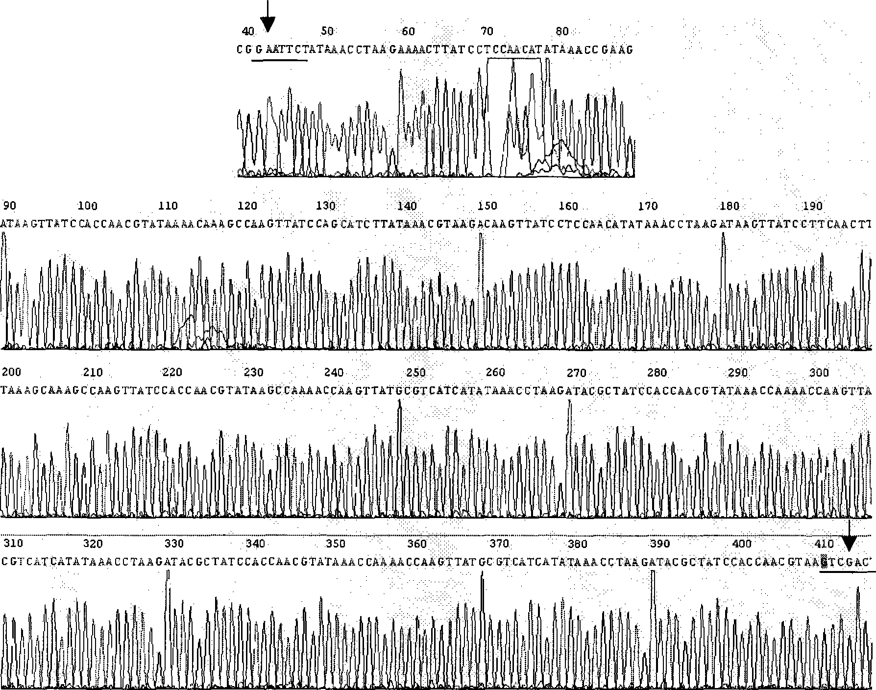 Process for producing ocean mussel adhesion protein water-proof biological adhesive agent