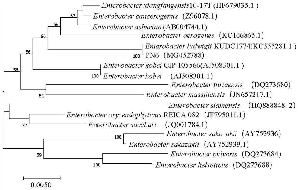 A strain of Enterobacter ludwig pn6 and its application