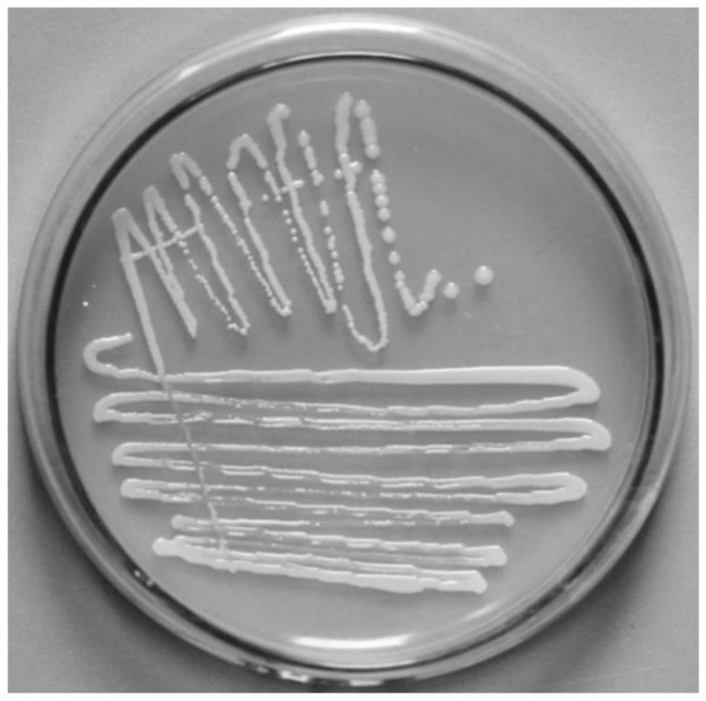 A strain of Enterobacter ludwig pn6 and its application