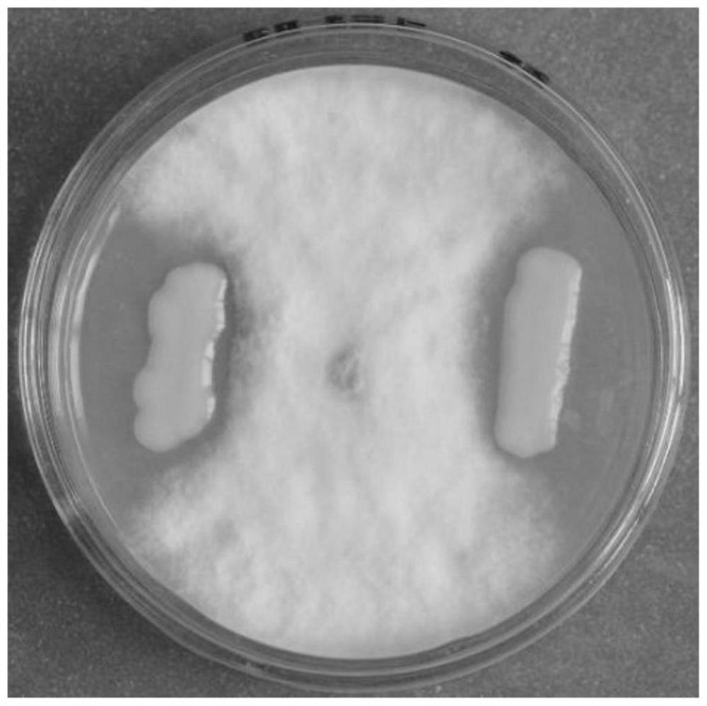 A strain of Enterobacter ludwig pn6 and its application