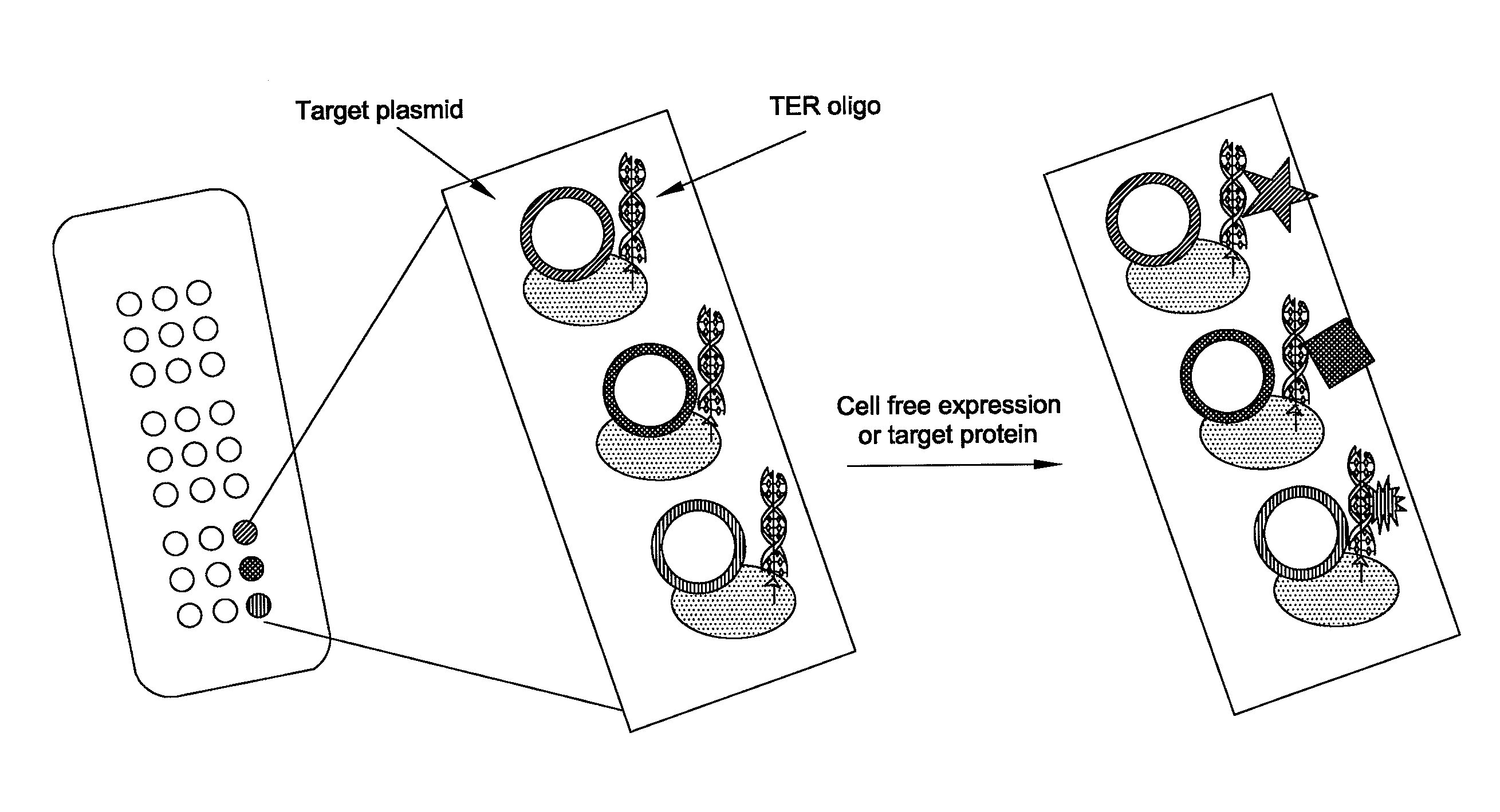 In situ assembly of protein microarrays