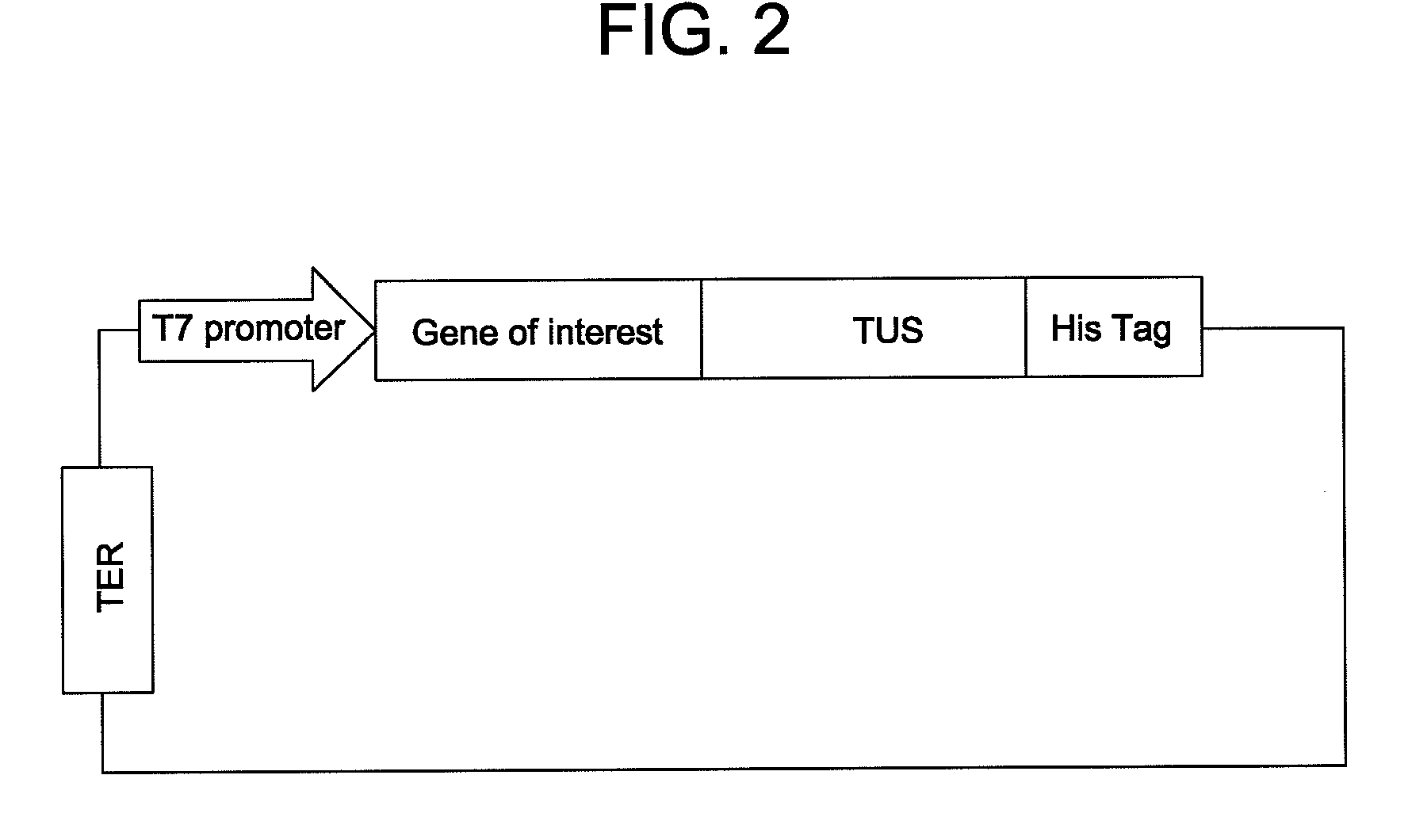 In situ assembly of protein microarrays