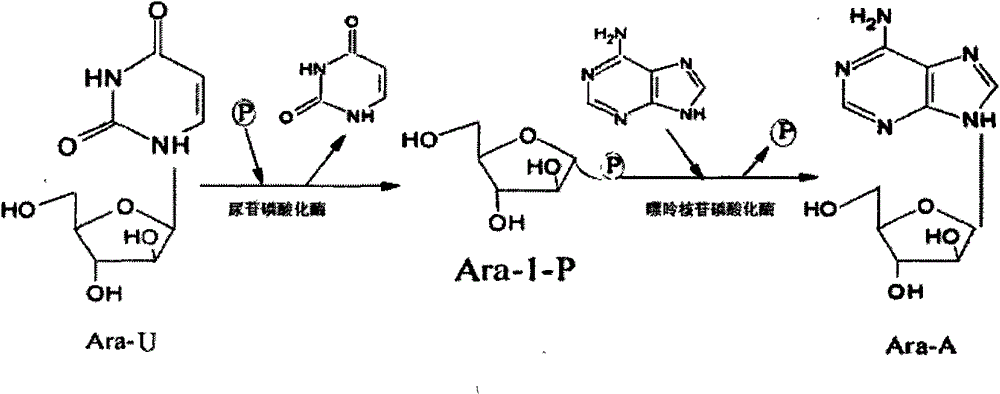 Preparation method of vidarabine monophosphate