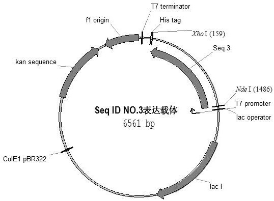 A mutant of thymidine phosphorylase protein