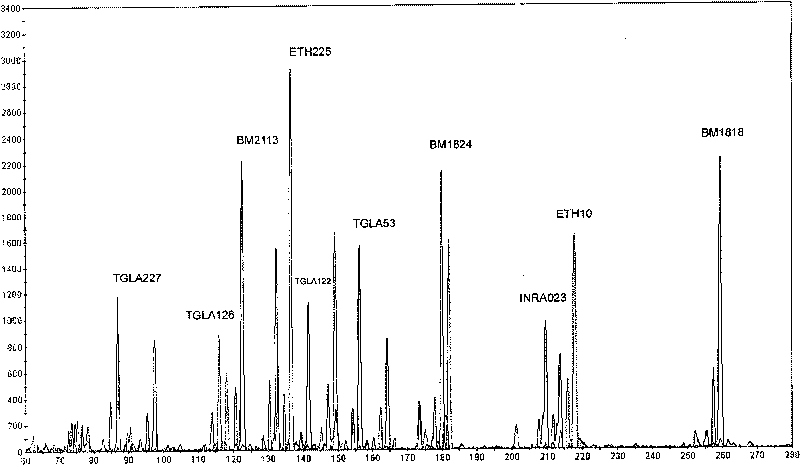 Microsatellite loci marker combination and application thereof