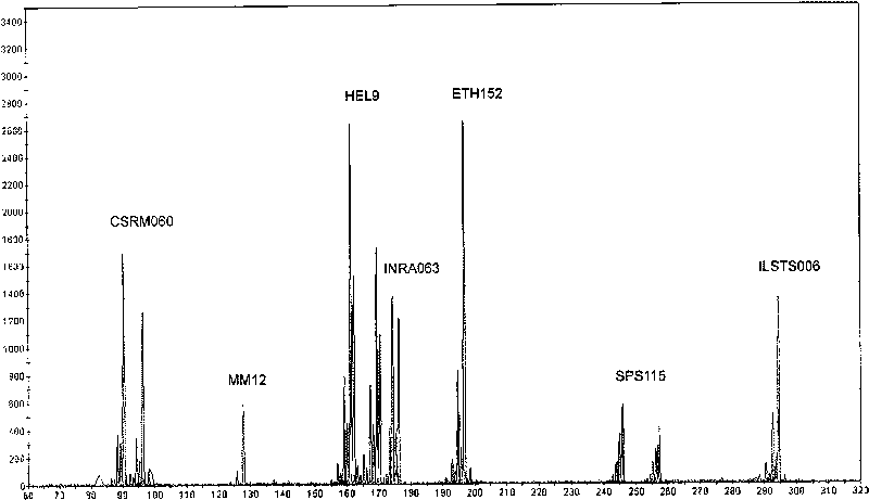 Microsatellite loci marker combination and application thereof