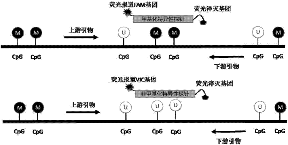 Detection primer for methylation degree of related genes of cervical cancer, probe, kit and application thereof