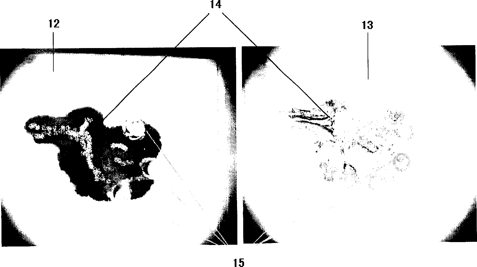 Method for preparing tissue chip