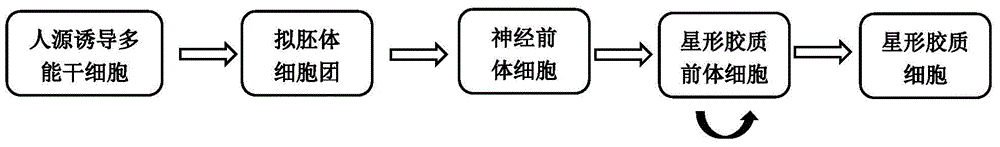 Preparation method and culture medium of human-derived astrocyte precursor cells