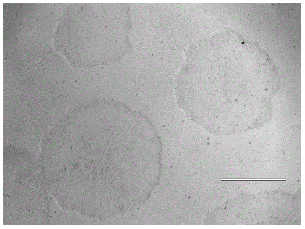 Preparation method and culture medium of human-derived astrocyte precursor cells