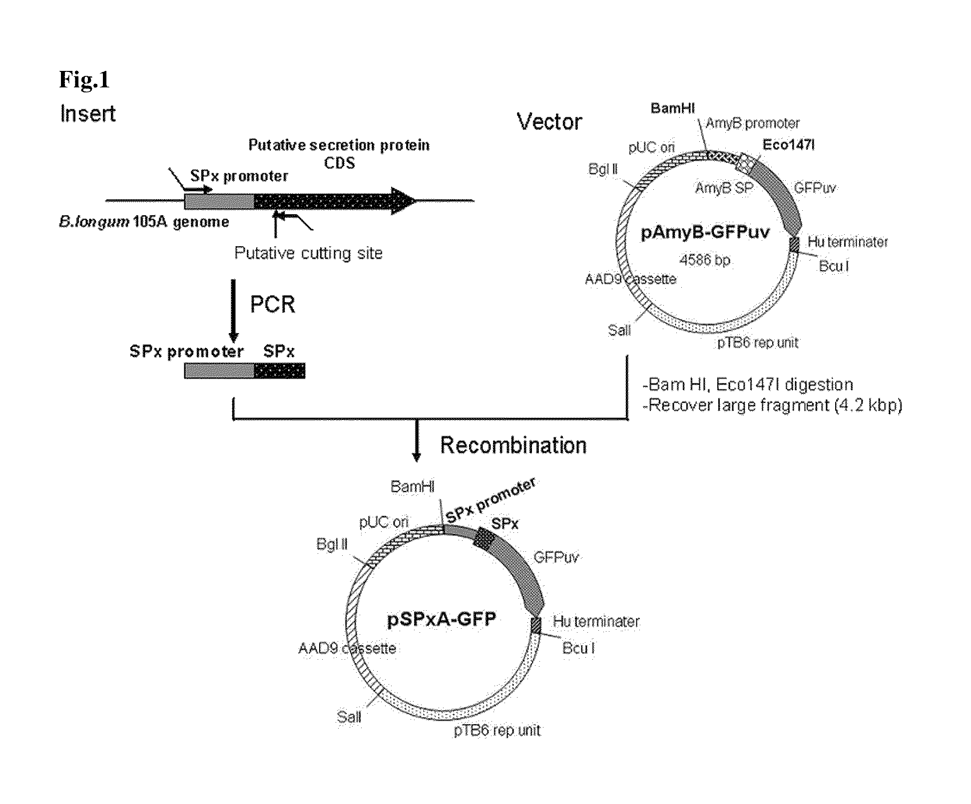 Transfection vector