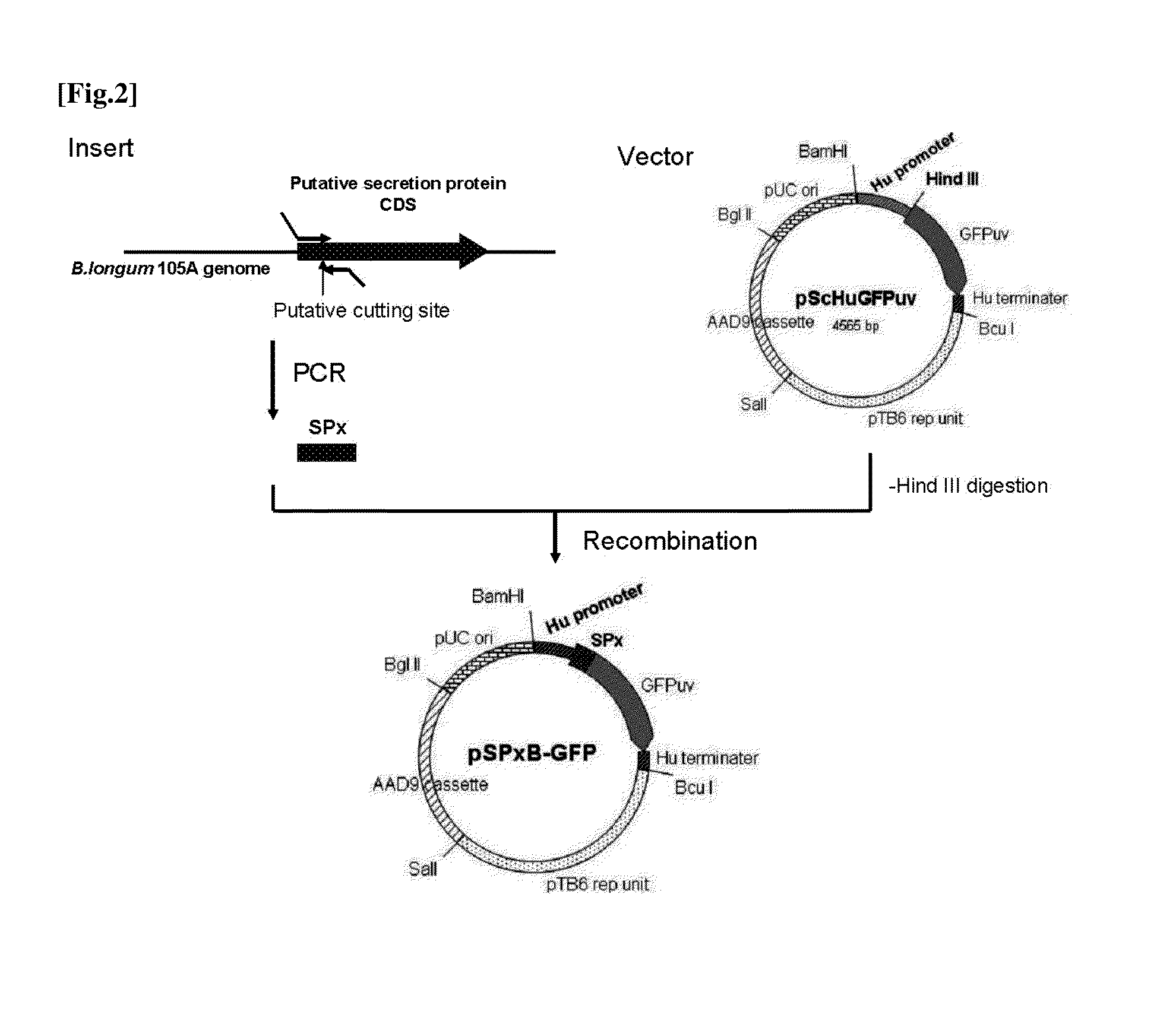 Transfection vector