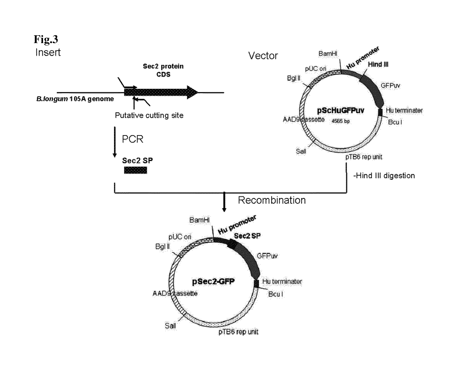 Transfection vector