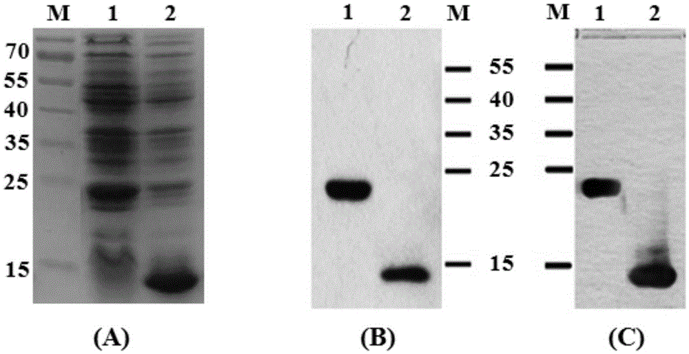 Enteroviral chimeric virus-like particle vaccine and preparation method and application thereof