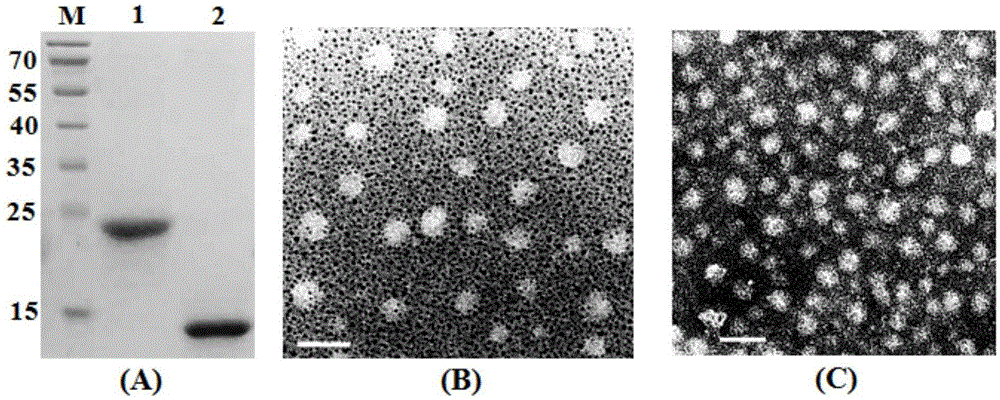 Enteroviral chimeric virus-like particle vaccine and preparation method and application thereof