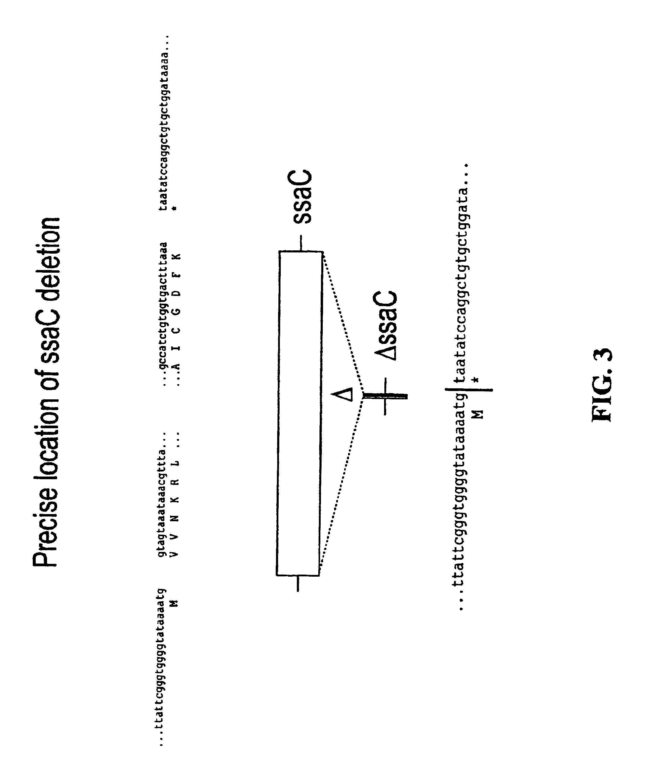 Salmonella vaccine materials and methods