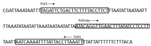 Primers, probe, kit and method for detecting lycoris radiata mealybug based on fluorescent quantitative PCR